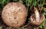 fungi images: Agaricus cupreo-brunneus